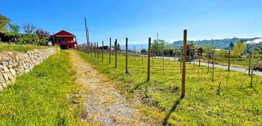 Here comes the house for you who dream of your own vineyard with sea views!