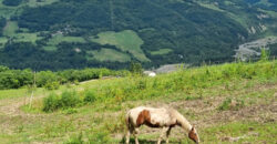 Horse farm in Northern Italy