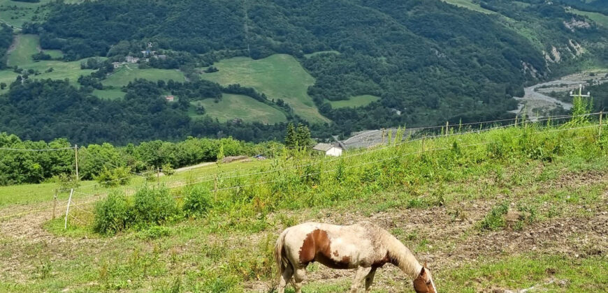 Horse farm in Northern Italy