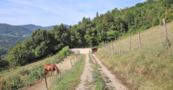 Horse farm in Northern Italy