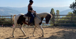Horse farm in Northern Italy