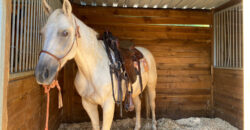 Horse farm in Northern Italy