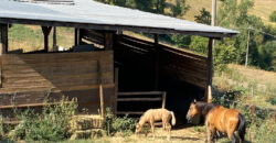 Horse farm in Northern Italy
