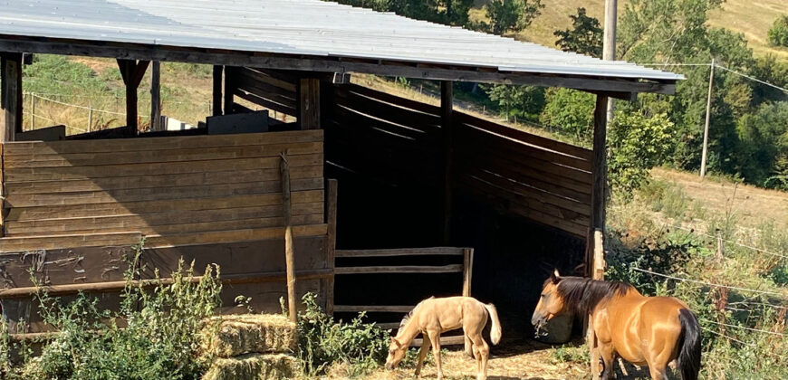 Horse farm in Northern Italy