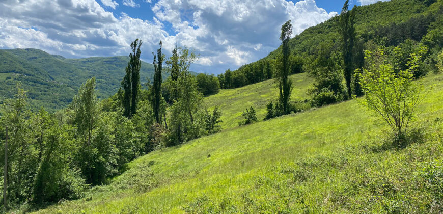 Horse farm in Northern Italy